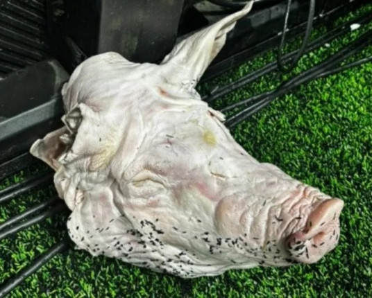 Torcedor do Corinthians é condenado à prisão por atirar cabeça de porco no campo durante dérbi