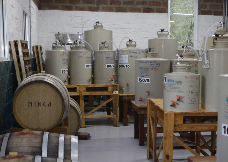 Resultado do processo de produção expressa mais as características da uva