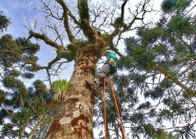 Projeto que tem o objetivo de renovar áreas degradadas pela enchente de 2024 utiliza ramos de árvores saudáveis no processo
