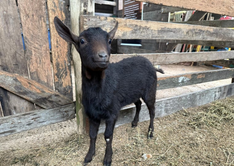 Espécie tem genética importada da Espanha e aptidão leiteira