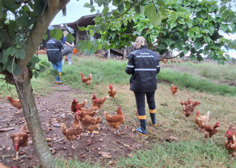 Necessidade é de estabelecer políticas públicas que ajudem a fomentar práticas sanitárias para as aves chamadas de fundo de quintal 