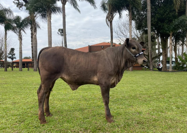 Docilidade, habilidade materna, resistência a parasitas e qualidade da carne são suas características