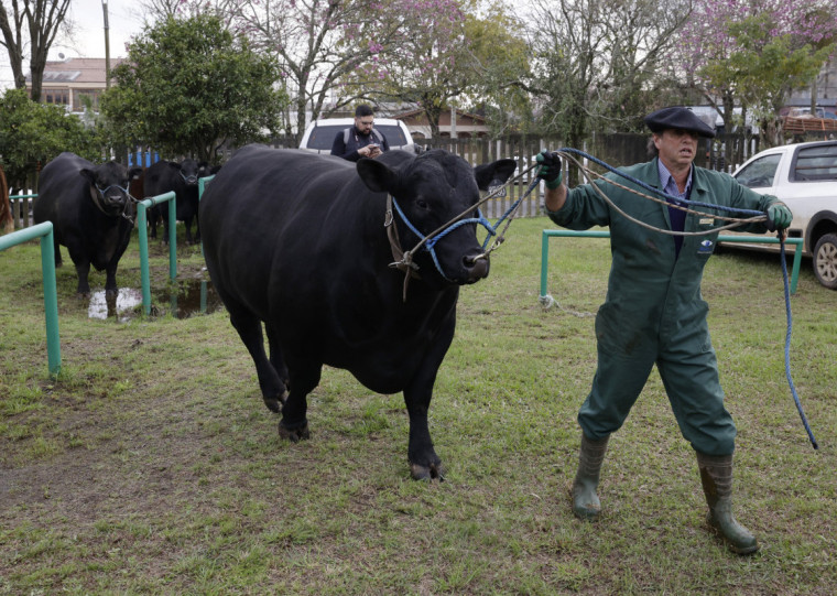 Setor pecuário tende a apresentar volumes maiores nos remates de primavera, que iniciam na Expointer
