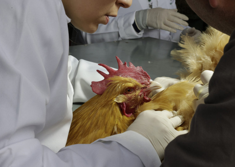 Aves ficaram de fora do Parque de Exposições por dois anos