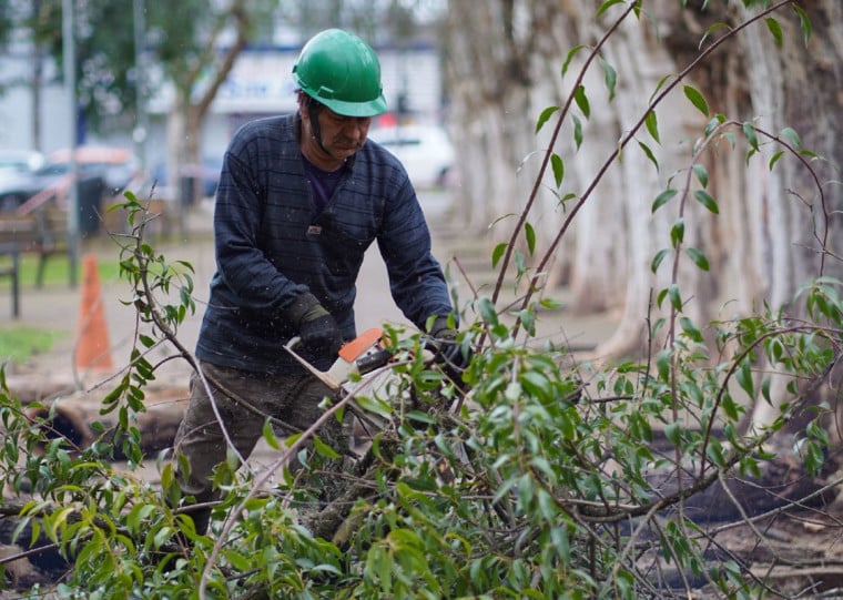 Árvores de grande porte demandam maior atenção por conta do risco de queda