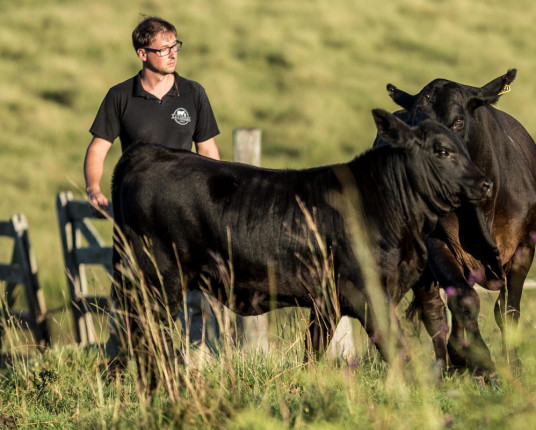 Produtores levam animais de elite a Esteio por visibilidade e negócios