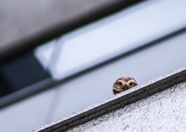 pg3 Coruja examinando a paisagem ao seu redor