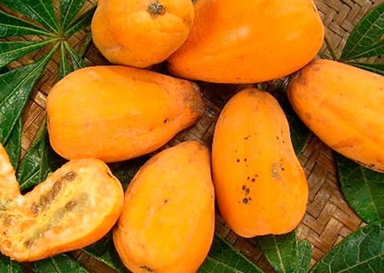 Pesquisas comprovaram o alto valor nutricional