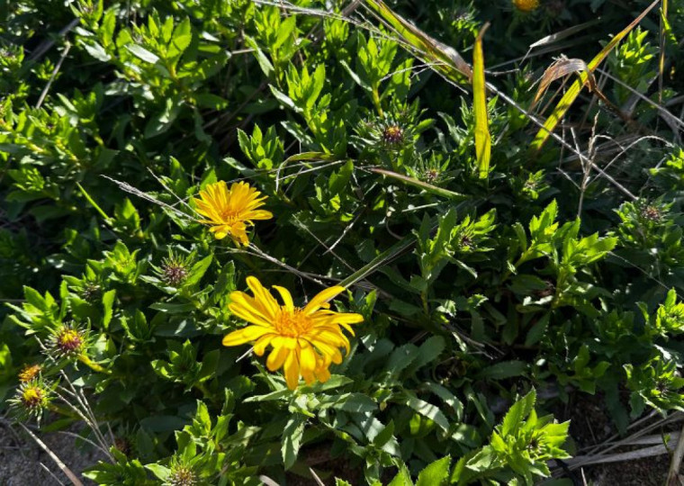 Margarida-da-praia, flor típica do litoral gaúcho, tem apenas 600 exemplares na Praia do Laranjal; pesquisadores buscam ajuda