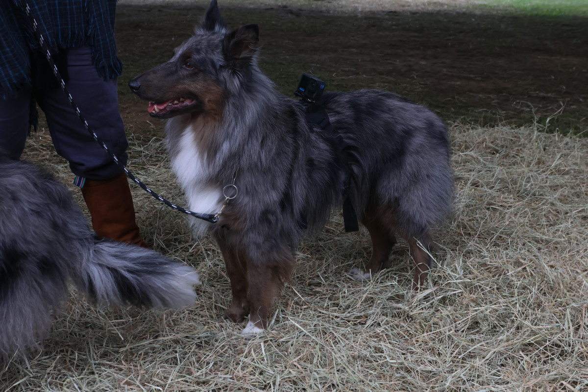 Macho Einse circulou pelo parque com uma câmera para flagrar a reação do público | DANI BARCELLOS/ESPECIAL/JC