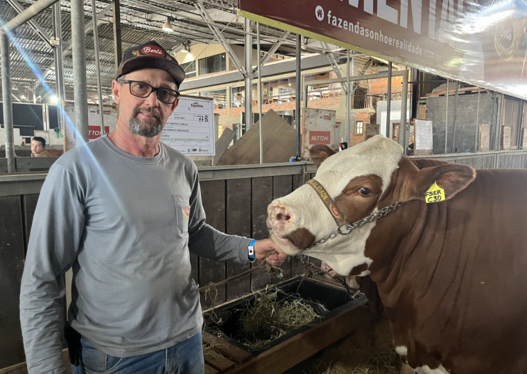 Marcelo Thomé apresentou a vaca Celva, da Fazenda Sonho e Realidade, bicampeã da raça simental na Expointer 2025