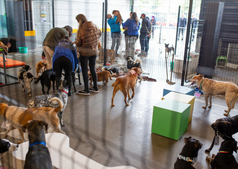 Serão cerca de 100 cachorros resgatados, entre adultos e filhotes, em busca de novos lares