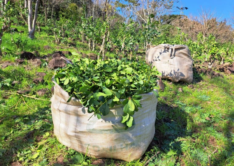 Dados da Emater apontam que o consumo per capita de erva-mate caiu de 11 para nove quilos