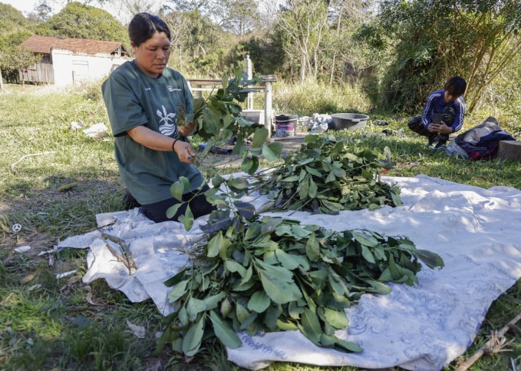 Aldeia Mbyá Guarani realiza primeiro Carijo tradicional e celebra colheita e preparo de erva-mate em Porto Alegre