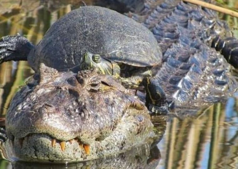 Lagoa em Imbé é habitat natural do jacaré-do-papo-amarelo, espécie ameaçada de extinção
