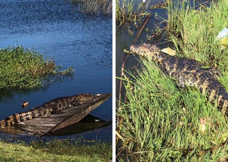 Avistamentos da espécie ocorrem pelo menos desde 2020; Semmapa realiza monitoramento periódico | Prefeitura de Imbé/Divulgação/Cidades