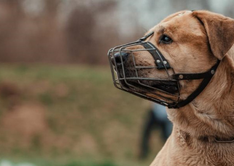 Algumas raças só poderão sair com o uso de focinheira e de guias mais curtas