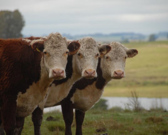 China impõe tarifa de 55% sobre carne bovina e pressiona exportações do Brasil