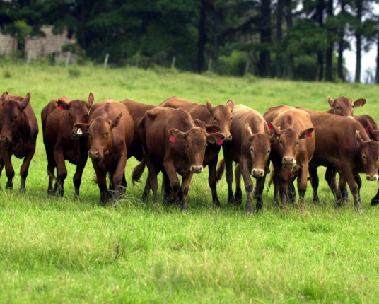 Cowbot realiza 30 mil análises e apoia pecuaristas no Brasil