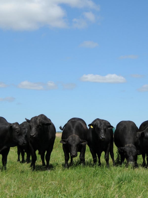 Abiec reúne setor para discutir aftosa na China e fluxo de exportação