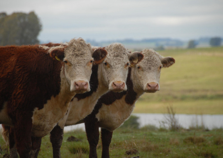 Na prática, é possível trabalhar a descomoditização da carne bovina à noz pecã