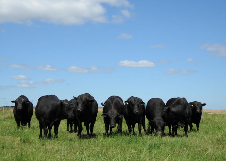 Apesar do conflito no Oriente Médio, dirigente do Sindiler não acredita em queda brusca no preço dos animais