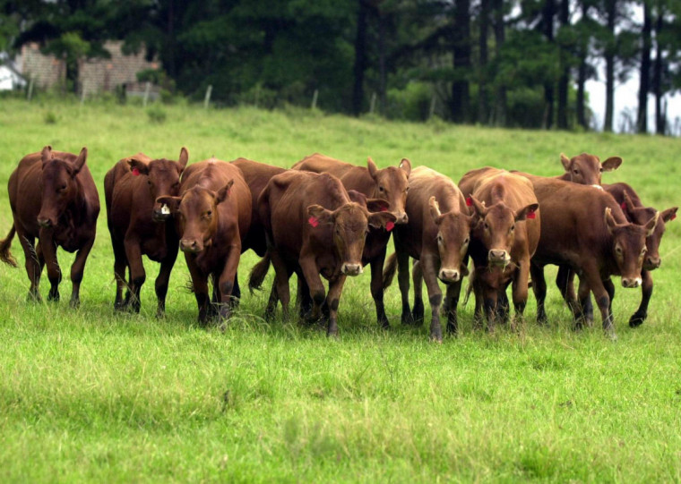Solução busca apoiar gestão socioambiental e fortalecer rastreabilidade