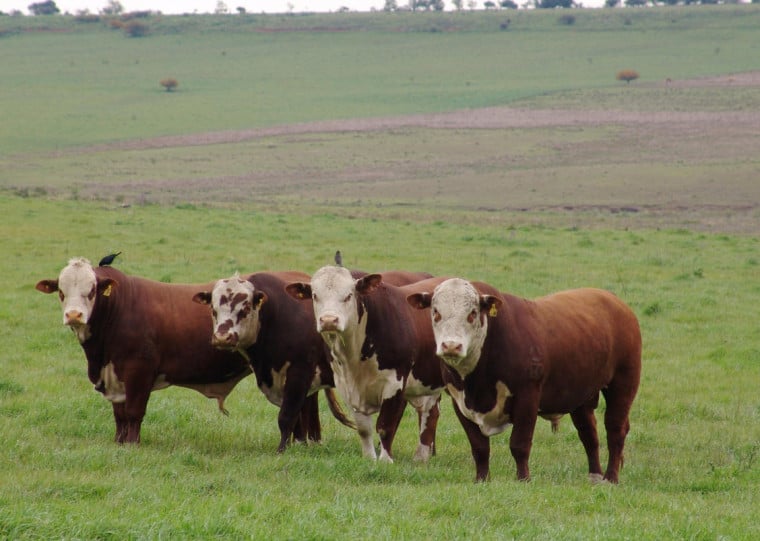 Produção somou 2,93 milhões de toneladas de carcaças bovinas no quarto trimestre de 2025