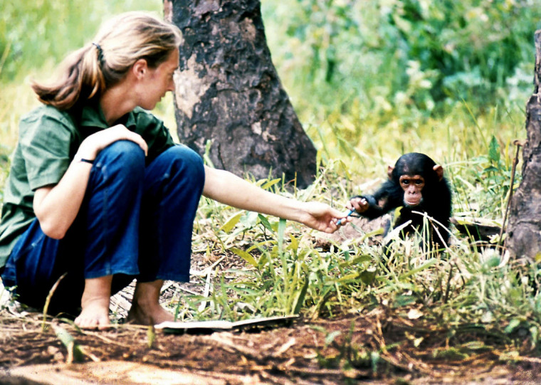 Jane Goodall