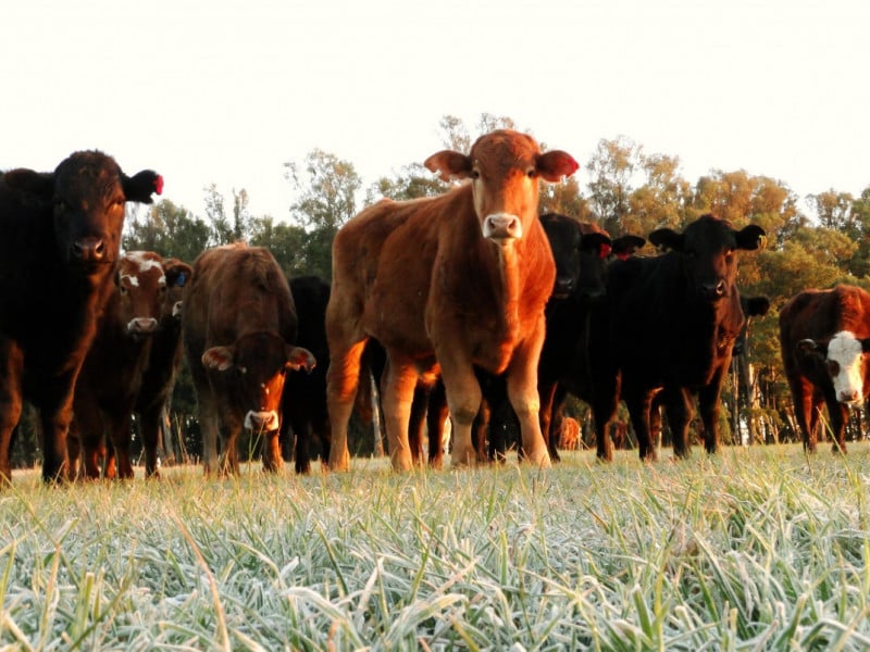 Agro e estatais lideram ganhos da B3 no primeiro semestre
