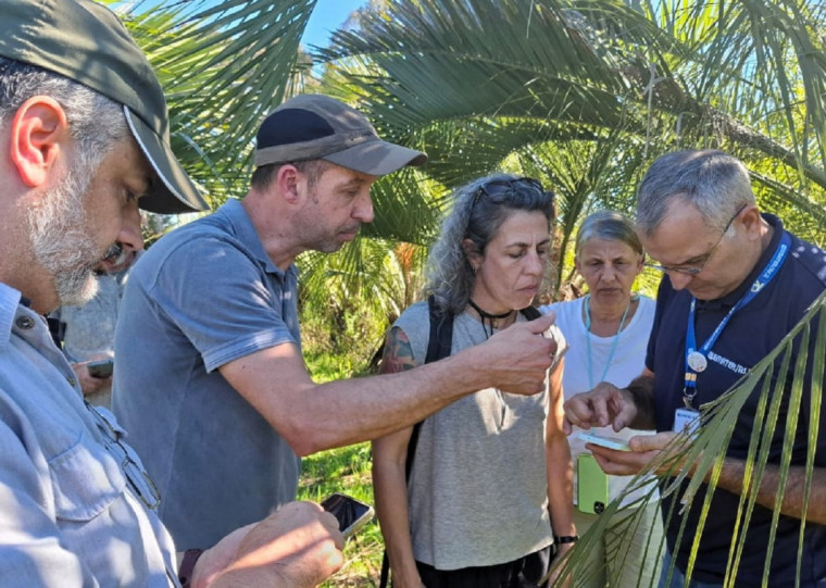 Espécie é nativa da região e exclusiva da Mata Atlântica, característica na cidade