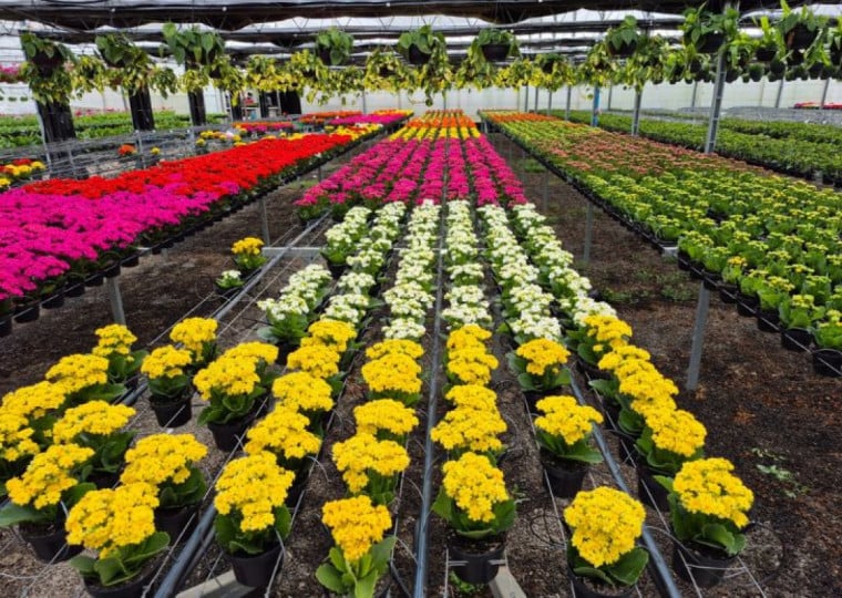 Comércio de plantas e das mais variadas espécies de flores é responsável por 18.9% do PIB da cidade do Vale do Caí