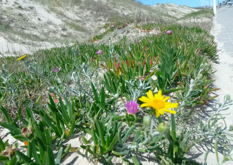 Rosa chorão-das-praias e margarida-das-dunas protegem as dunas no Litoral