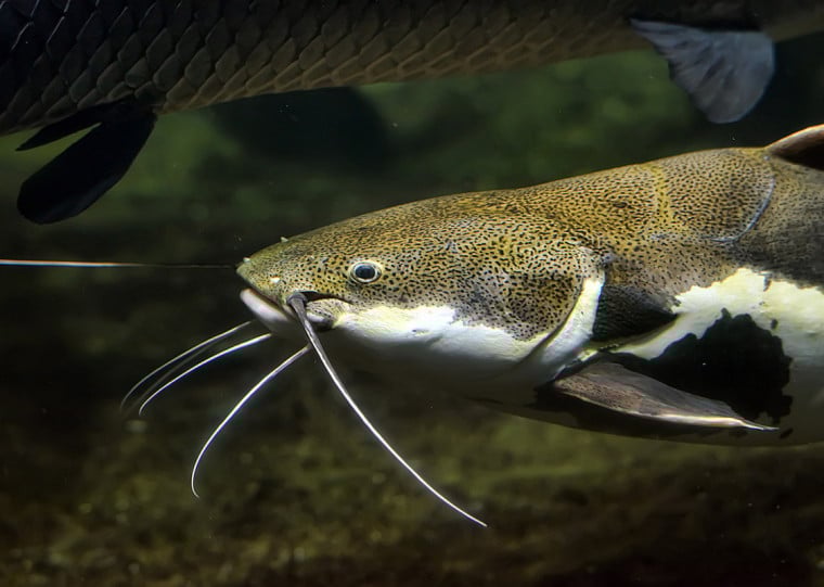 Pescadores afirmam que a proibição gera prejuízos; Justiça defende que automonitoramento é imcompatível com preservação