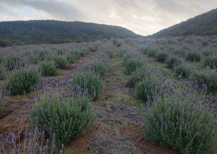 Caminho turístico foi consolidado pelos produtores rurais da cidade para promover o turismo local e valorizar o cultivo da planta