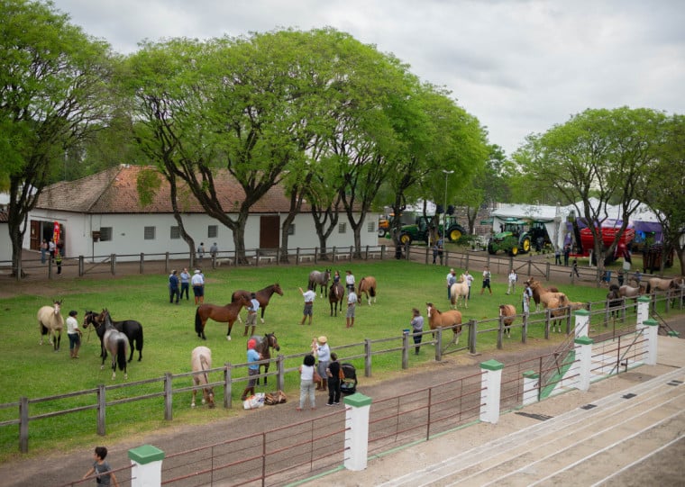Mostra teve remates de bovinos Angus, Hereford, Braford e Ultrablack, além de equinos Crioulos
