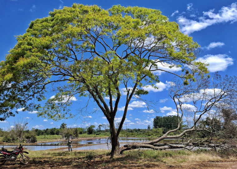 Espécies como a Canafístula (Peltophorum dubium) são algumas das árvores identificadas pela equipe