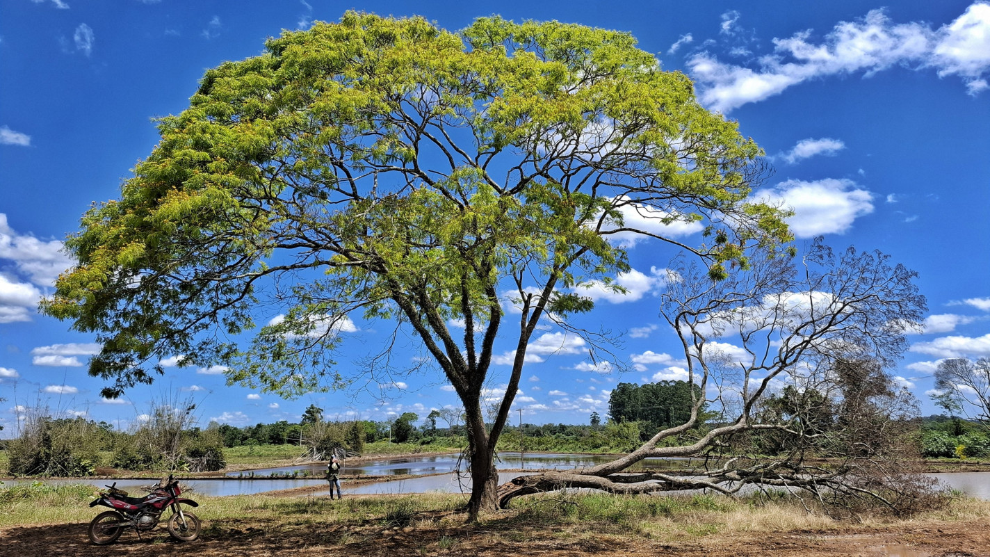 Pesquisadores visitam Vale do Taquari em busca de matrizes para o Reflora