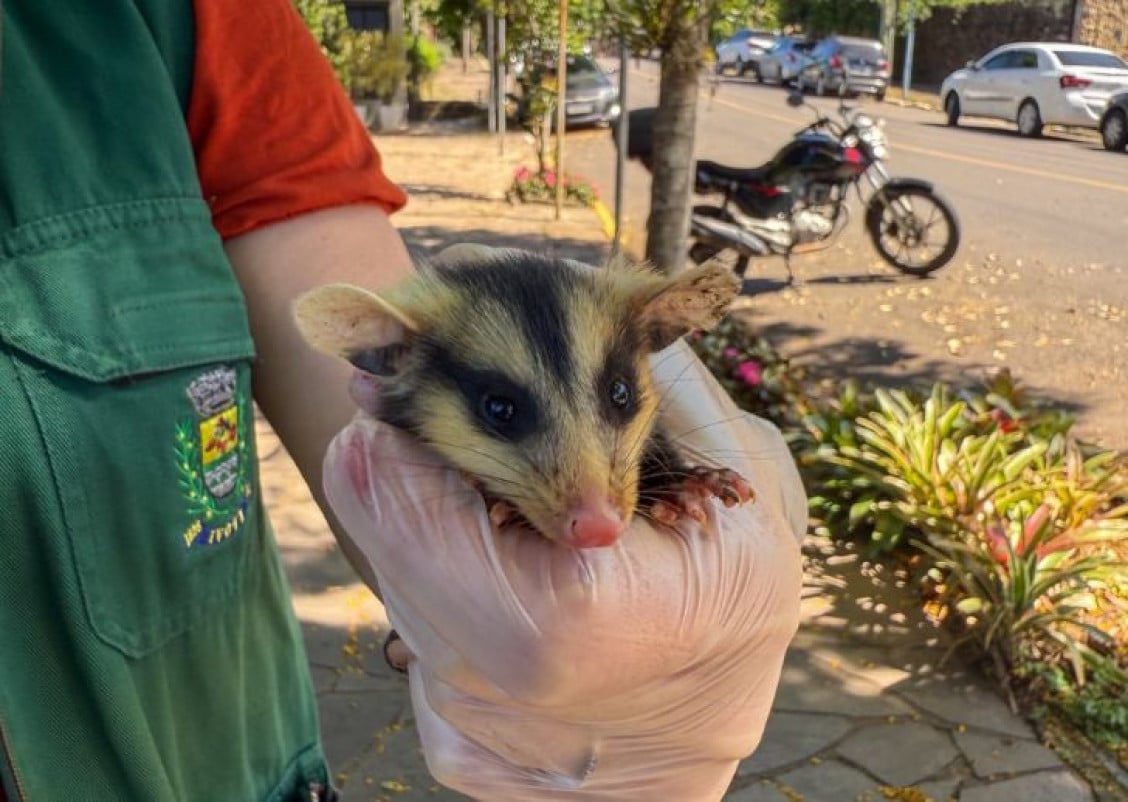 População de gambás aumenta em Ivoti na primavera