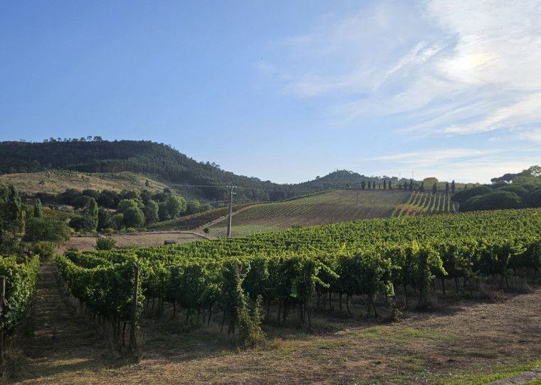 Quinta de Sant'Ana: piqueniques e degustações em meio aos parreirais