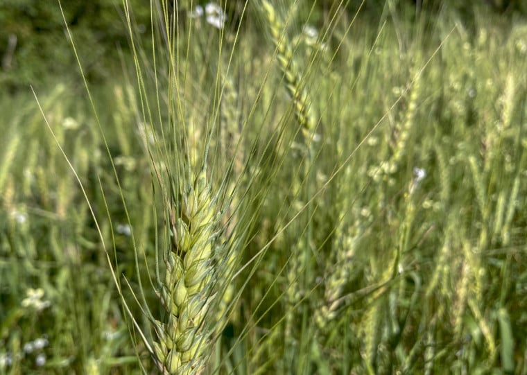 Caso a quantidade total não seja negociada nestas operações do dia 22, o saldo será reofertado no dia seguinte 