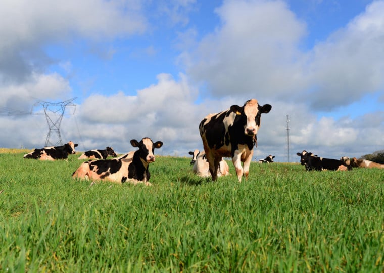 Em dez anos, o número de produtores diminuiu em quase dois terços