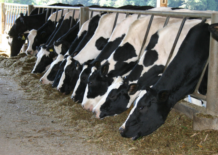 Em 2023, RS produziu 4,12 bilhões de litros e, em 2025, já chegou a 4,09 bilhões de litros; apesar disso, observa-se leve aumento na produção para a industrialização