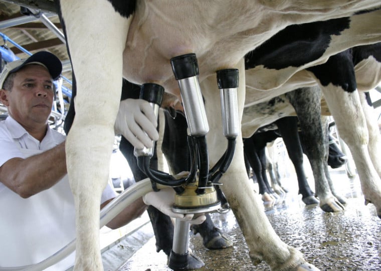 Uma das dificuldades de conseguir trabalhadores é para a rotina da ordenha