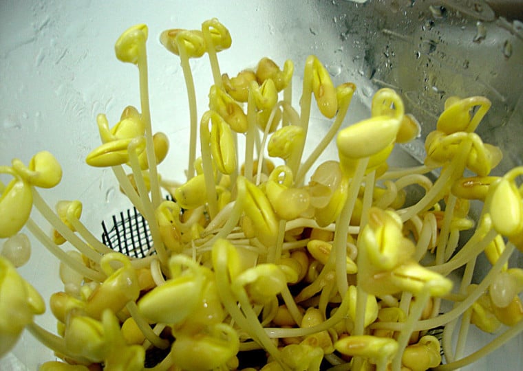 Embrapa desenvolve cultivares de acordo com condições de solo e clima