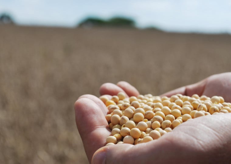 A meta é criar ingredientes capazes de substituir parte da soja usada nas rações