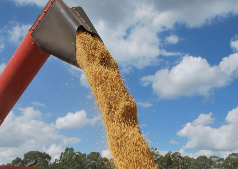 Em 2024, mais de 60 milhões de toneladas seguiram para o mercado chinês