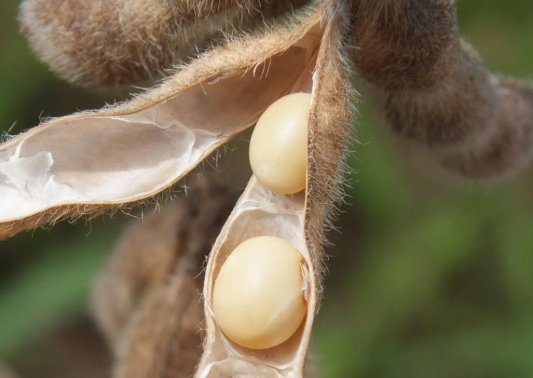 Aprovação, em 1998, da soja tolerante ao herbicida glifosato pela CTNBio representou o primeiro marco regulatório