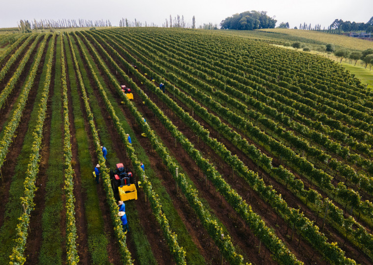 Cooperados cultivam uvas em 3 mil hectares, distribuídos em 11 municípios no Rio Grande do Sul
