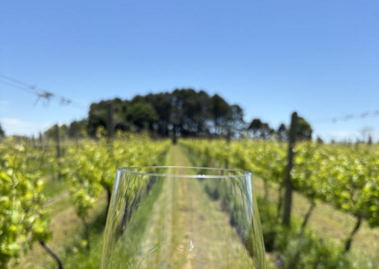 SOZO - taça de vinho - vinhedo - vinhos e espumantes